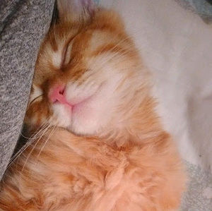 Meet your Posher, Flor